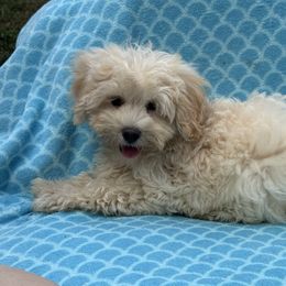 Felix - Cream male Maltipoo puppy in Lancaster, Kentucky from Dream Paws Puppies, LLC