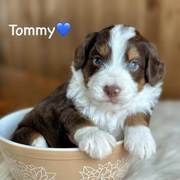 Tommy - Red tri-color male Aussiedoodle puppy in Lancaster, Minnesota from Finney Ranch