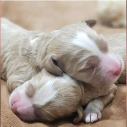 Boy one - Buff and white male Cockapoo puppy in Howell, Michigan from Robbin's Treasures