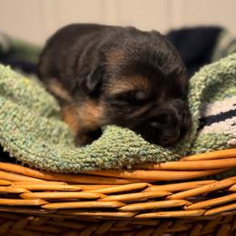 Kit - Black and red female German Shepherd puppy in Canterbury, New Hampshire from De La Paz German Shepherds