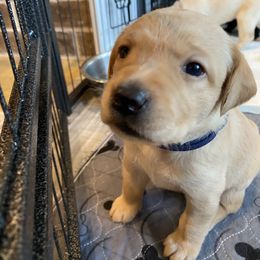 Labrador Retriever Puppies from CapeWest R&T