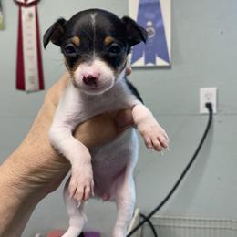 Girl 3 dots - White black and tan female Toy Fox Terrier puppy in Lee’s Summit, Missouri from 3T’s Toy Fox Terriers