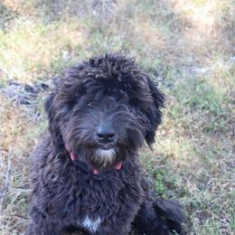 Marvin - Black male Whoodle puppy in Smallett, Missouri from Leshas Whoodles