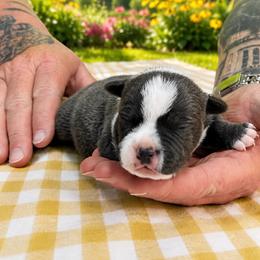 Male 1 - Blue male Staffordshire Bull Terrier puppy in Lakeland, Florida from Blueline Staffords