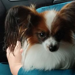 Papillon All Grown Up from Classy Country Papillons