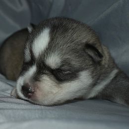 Siberian Husky Puppies from Xk siberians