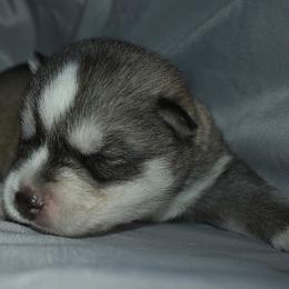 Siberian Husky Puppies from Xk siberians