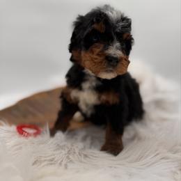 Reef Donkey - Tri-color male Bernedoodle puppy in Ocala, Florida from Bernedoodles of Florida