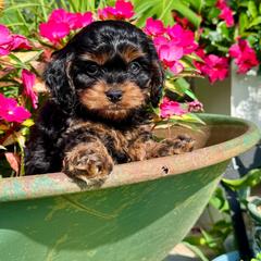 Winston - Black and tan male Cavapoo puppy in Macomb, Missouri from Hunter's Puppies