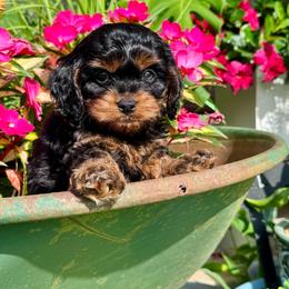 Winston - Black and tan male Cavapoo puppy in Macomb, Missouri from Hunter's Puppies