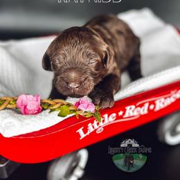Katniss - Chocolate female Goldendoodle puppy in Ocoee, Tennessee from Liberty Creek Farms