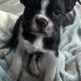 Boston Terriers from Cindy's Boston Terriers
