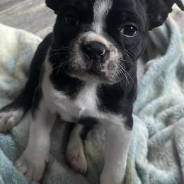 Boston Terriers from Cindy's Boston Terriers