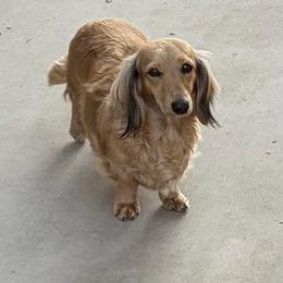 Gianna - Dachshund