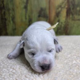 Yellow Collar Red Female - Red speckled female Australian Cattle Dog puppy in Riverton, Utah from Rundown Ranch Cattle Dogs