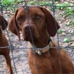 Ally - Vizsla