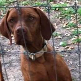 Ally - Vizsla