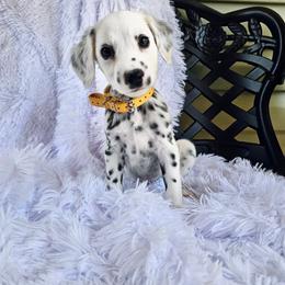 Yellow - White and black female Dalmatian puppy in Gray, Georgia from Fuller Spots