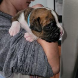 Boxer Puppies from BUTTERFLYS BOXERS