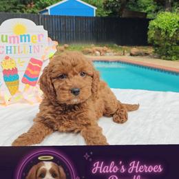 Jorie - Red female Cavapoo puppy in Dallas, Texas from Halo's Heroes Doodles