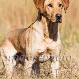 Labrador Retriever All Grown Up from Wanderlust Kennels