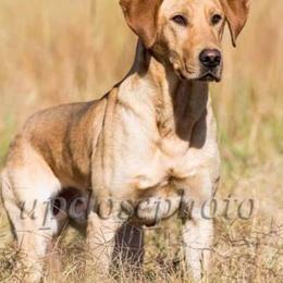 Labrador Retriever All Grown Up from Wanderlust Kennels