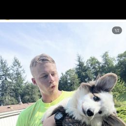 ALonzo - American Corgi