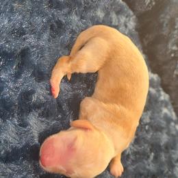 Cream boy - Cream male Dachshund puppy in West Plains, Missouri from Spring Creek Dachshunds