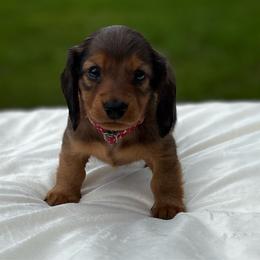 Madonna - Red female Dachshund puppy in Athens, Alabama from Weidenthal Dachshunds