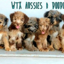 Aussiedoodles and Australian Shepherds from WTX Aussies & Doodles