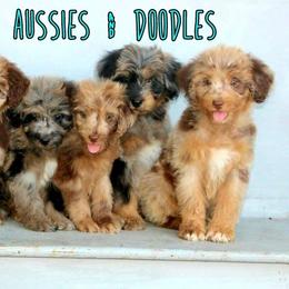 Aussiedoodles and Australian Shepherds from WTX Aussies & Doodles