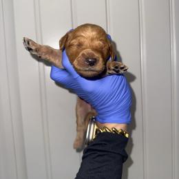 Girl 3 - Red  female Goldendoodle puppy in Fayetteville, Arkansas from Silver Hill Farm