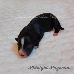 Midnight magnolia - Black & white female Miniature Australian Shepherd puppy in Muskogee, Oklahoma from Tagalong Lane Australian shepherds