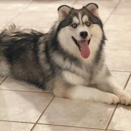 Romeo - Silver male Pomsky puppy in Lewiston, Minnesota from Family Pomsky