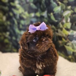 Buttercup - Chocolate female Shih Tzu puppy in Mesa, Arizona from House of Zen Shihtzus