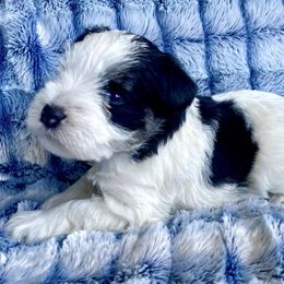 Snoopy - Miniature Schnauzer puppy from Oxsana Perfect Pomsky-  puppies available