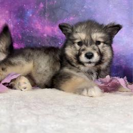 Yuki - Agouti and white female Alaskan Malamute puppy in Spokane, Washington from Asgard Wooly Malamutes