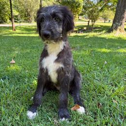 Natasha (Black Widow) - female Australian Mountain Doodle puppy in Williamston, South Carolina from Sassy Bob’s Dogs