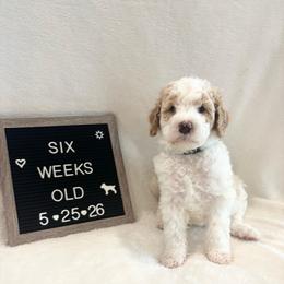 Hank - Yellow and white male Bernedoodle puppy in Sparrows Point, Maryland from Rosie’s Puppies