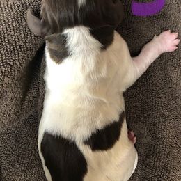 English Springer Spaniel Puppies from Daisyland Springer Spaniels