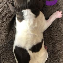 English Springer Spaniel Puppies from Daisyland Springer Spaniels