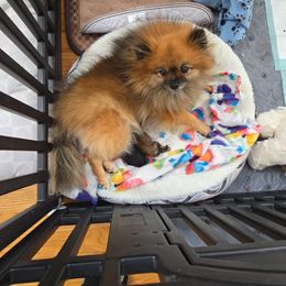 Carmel - Pomeranian