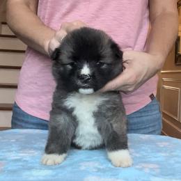 Girl 4 - Akita puppy in Coopersburg, Pennsylvania from Main Street Akitas