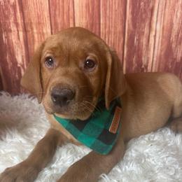 Green ribbon boy - Yellow male Labrador Retriever puppy in Newmanstown, Pennsylvania from Retrievers of Millbach