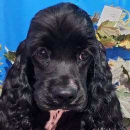 Boy 3 - Cocker Spaniel puppy in Peoria, Arizona from Stand Alone Cockers