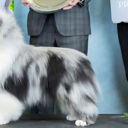 Shetland Sheepdogs from Therese Walters