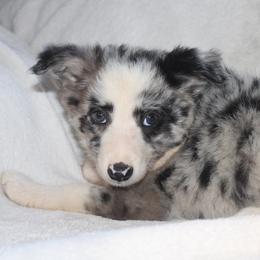 Whimsy - Blue merle female Border Collie puppy in Cedartown, Georgia from Ferguson Border Collies