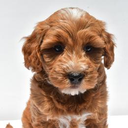 Goldendoodle Puppies from Ohiopuppypaws