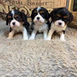 Boy 2 - Tri-color male Cavalier King Charles Spaniel puppy in Sandstone, Minnesota from Peaceful Garden Cavaliers