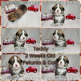 Teddy - Red male Pembroke Welsh Corgi puppy in Kiowa, Colorado from Cool Water Corgis LLC